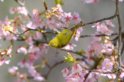 X-H2S / XF150-600mmF5.6-8 R LM OIS WR / F7.1 / 1/1000 / ISO1000撮影：カメラのキタムラ X Concierge
