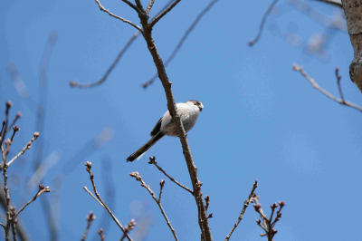 X-H2S / XF150-600mmF5.6-8 R LM OIS WR / F8 / 1/1000 / ISO800撮影：カメラのキタムラ X Concierge