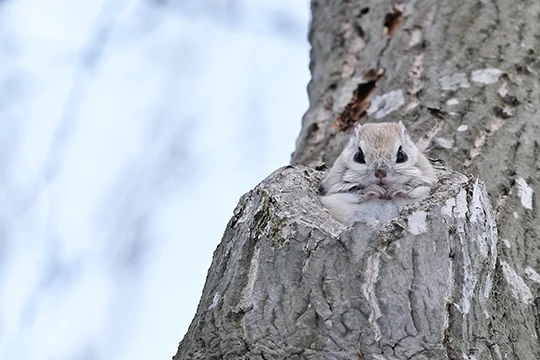 野生動物の不規則な動きにも「即対応」